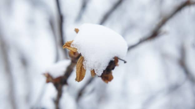 Seasonal Changes Have an Emotional Impact on Drug Cravings
